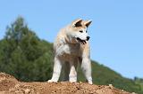 AKITA INU 450